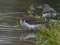 SpottedSandpiper5.jpg