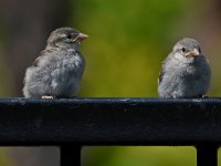 Sparrow.jpg