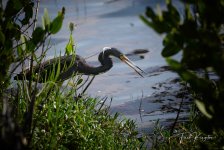 GreatBlueHeron-1.jpg