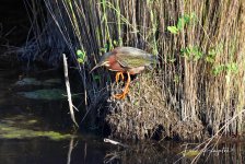 Heron-1.jpg