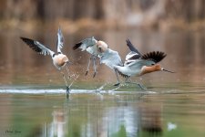 AvocetFight-614.jpg