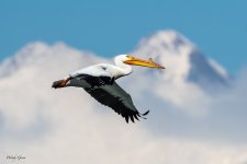 PelicanLongs-613.jpg