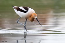 Avocet-613.jpg