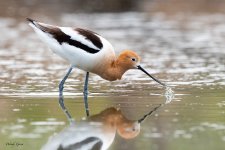Avocet-615.jpg