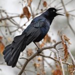 Crow6.jpg