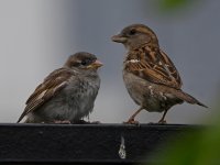 Sparrow.jpg