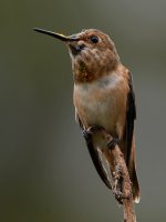 Hummer9.jpg