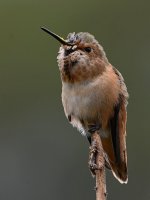 Hummer17.jpg