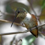 Hummer21.jpg