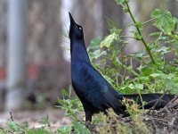 Grackle10.jpg