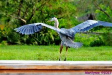 DSC_6184_001.JPG