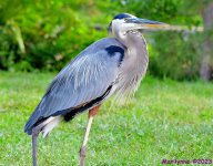 DSC_6187_001.JPG