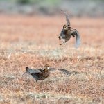 PrairieChickenFight-616.jpg