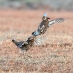 PrairieChickenFight-617.jpg