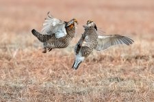 PrairieChickenFight-618.jpg