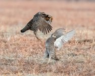 PrairieChickenFight-619.jpg