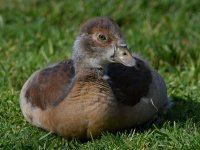 Gosling5.jpg