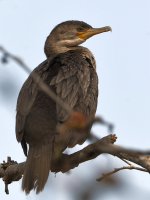 Cormorant2.jpg