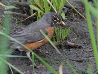 Robin3.jpg