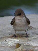 Swallow7.jpg