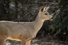 Backlit Deer.jpg