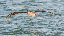BrownPelican-617.jpg
