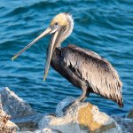 BrownPelican-618.jpg