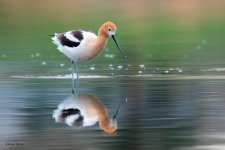 AvocetReflection-615.jpg
