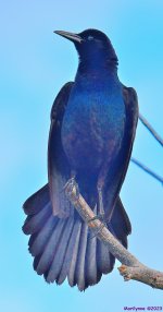 DSC_6231_001.JPG