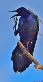 DSC_6245_001.JPG