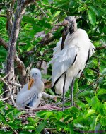 DSC_6252_001.JPG