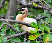 DSC_6270_001.JPG