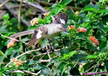 DSC_6278_001.JPG