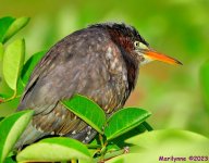 DSC_6207_001.JPG