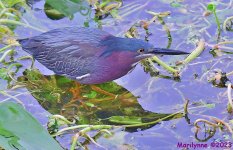 DSC_6281_001.JPG