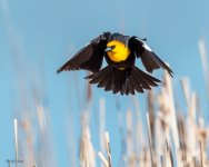 YellowHBB-615.jpg