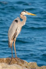 GBH-615.jpg