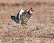 PrairieChickenFlight-616.jpg