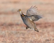 PrairieChickenFlight-617.jpg