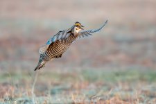PrairieChickenFlight-618.jpg