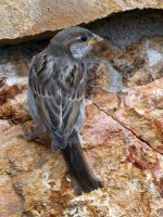Sparrow.jpg