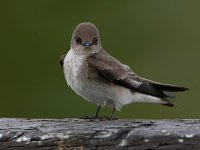 Swallow5.jpg