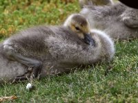 Gosling2.jpg