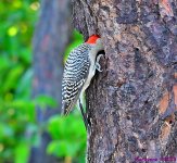 DSC_6374_001.JPG