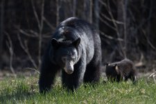 BB nd Cub 2.jpg