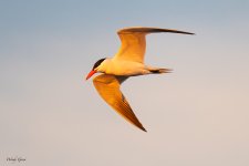 CaspianTern-615.jpg