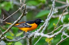 RD5_1353-Baltimore Oriole.jpg