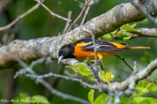 RD5_1342-Baltimore Oriole.jpg