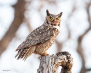 Owl-617.jpg