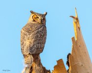 Owl-621.jpg